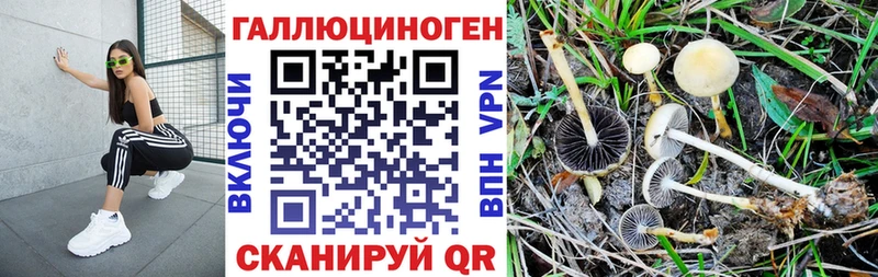 дарк нет состав мега как зайти Узловая Псилоцибиновые грибы мицелий